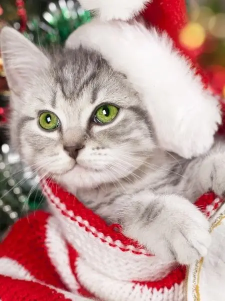 Hình ảnh của Avatar Cat Christmas, dễ thương và ấm áp cho mùa đông.