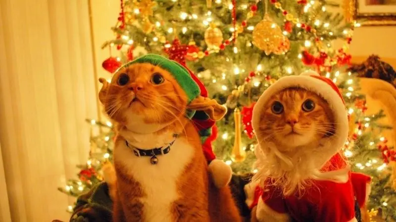 Ảnh Avatar Cat Christmas, mang một bầu không khí hạnh phúc đến trang cá nhân.