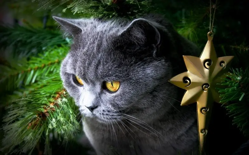 Avatar Cat Christmas, tạo ra một điểm nổi bật đặc biệt vào mùa đông.