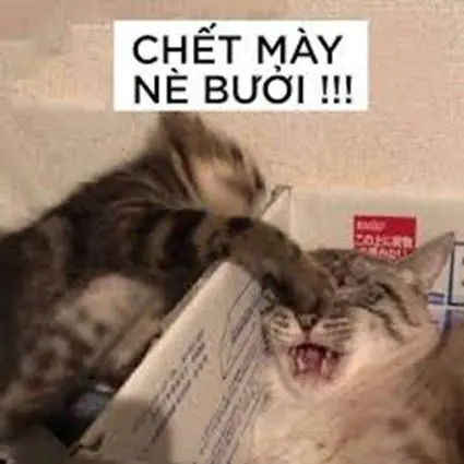 Meme vui nhộn cho một nụ cười