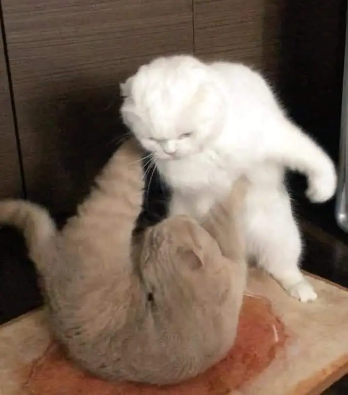 Meme Cat tát hài hước và độc đáo