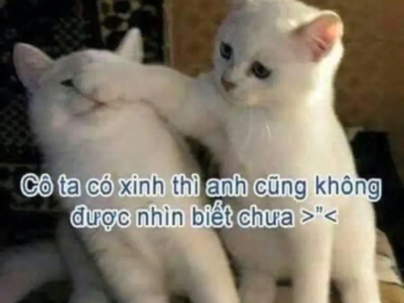 Tình yêu Meme mang lại tiếng cười cho người xem