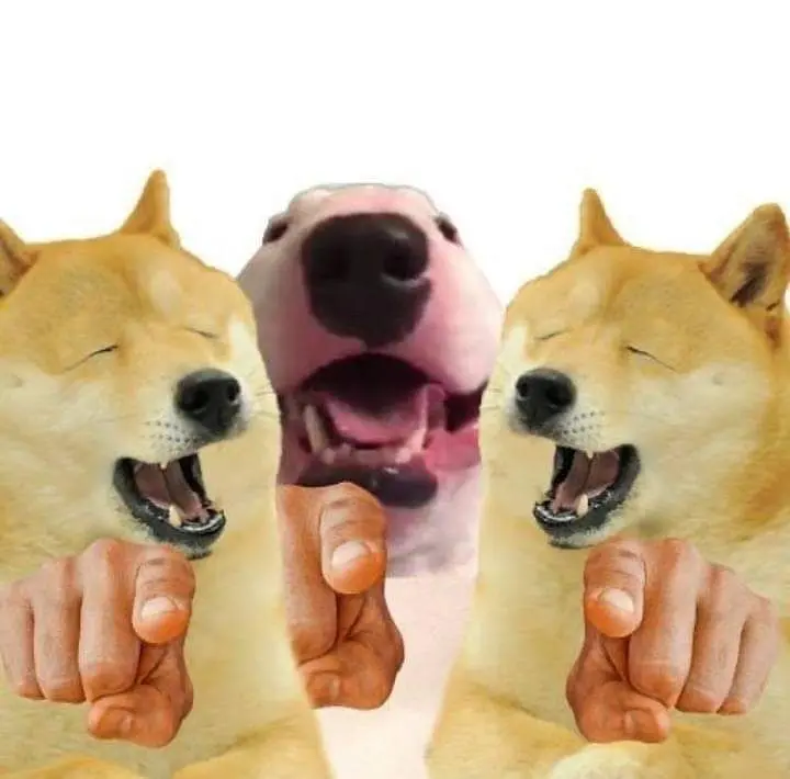 Shiba Dog Meme thật buồn cười