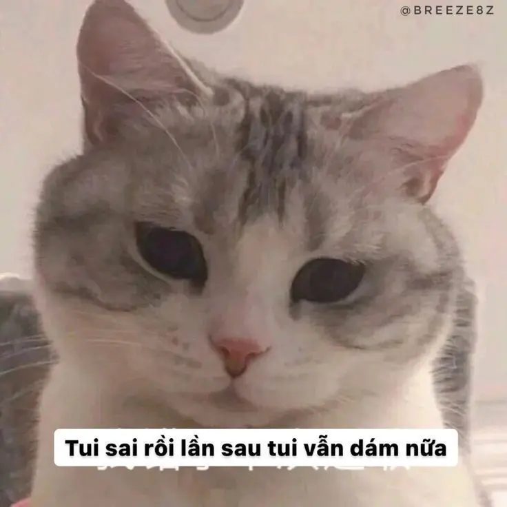 Meme xin lỗi con mèo mặt khiến mọi người tha thứ