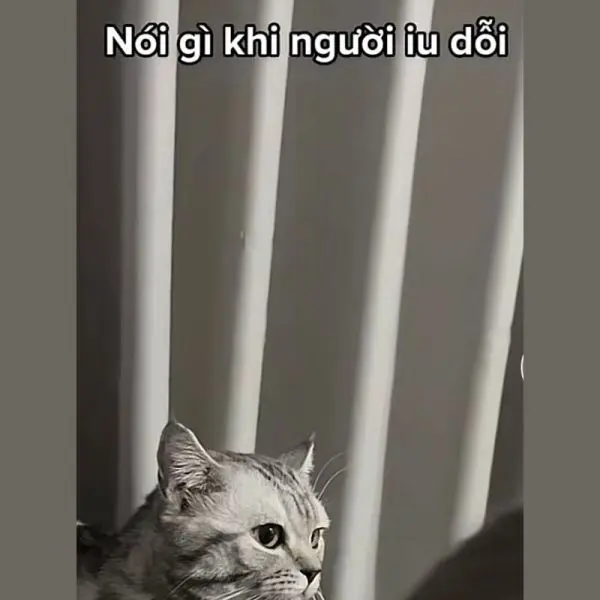 Meme xin lỗi Cat Face vì sự tha thứ