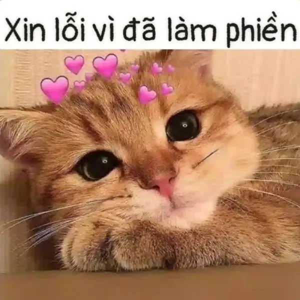 Meme xin lỗi Cat Face để mang tiếng cười