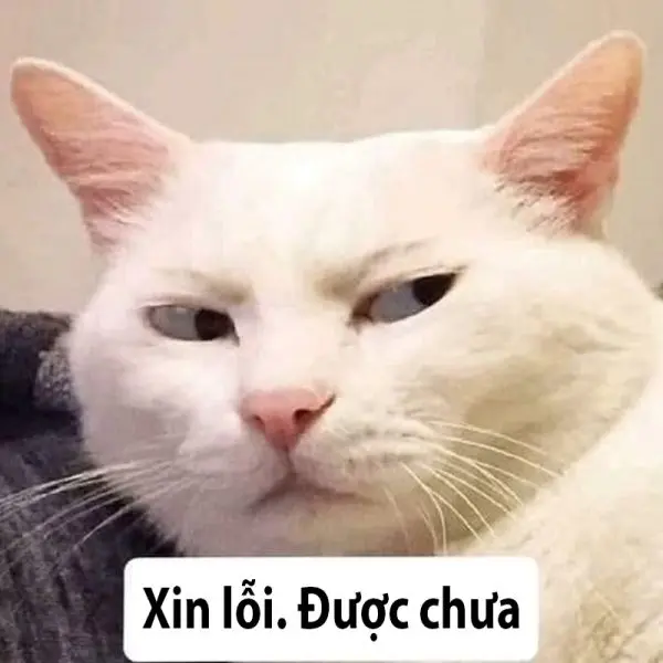 Meme xin lỗi khuôn mặt mèo ngọt ngào