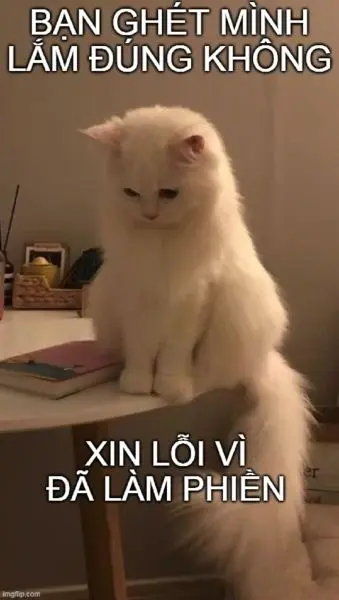 Meme xin lỗi Cat Face cho những người đặc biệt