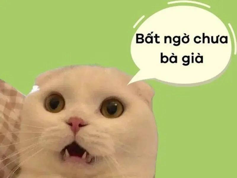 Meme rất ngạc nhiên với những dòng vui nhộn