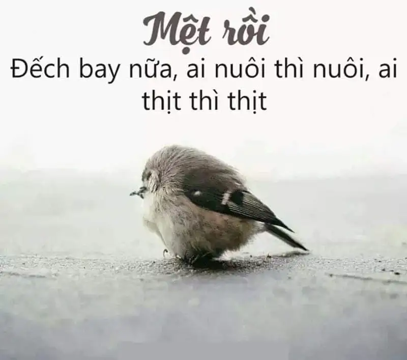 Meme mệt mỏi cười