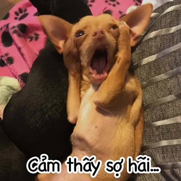 Meme sợ thu hút nhiều quan điểm