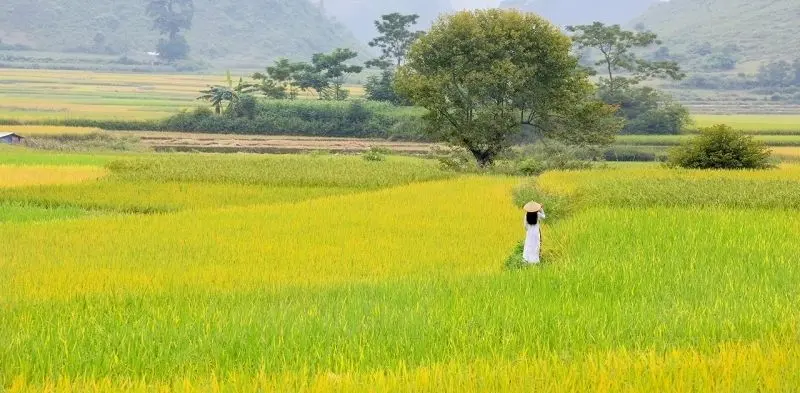 Vào buổi chiều của vùng nông thôn ở Việt Nam với một cánh đồng xanh