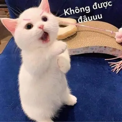 Meme từ chối tạo ra cảm giác vui vẻ