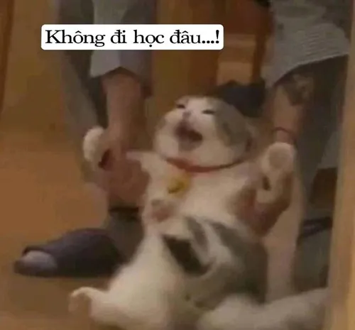 Meme từ chối mang lại tiếng cười