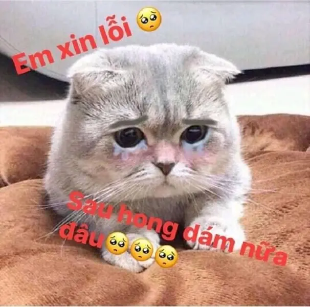 Mặc quần áo cho mèo meme cảm thấy yên bình