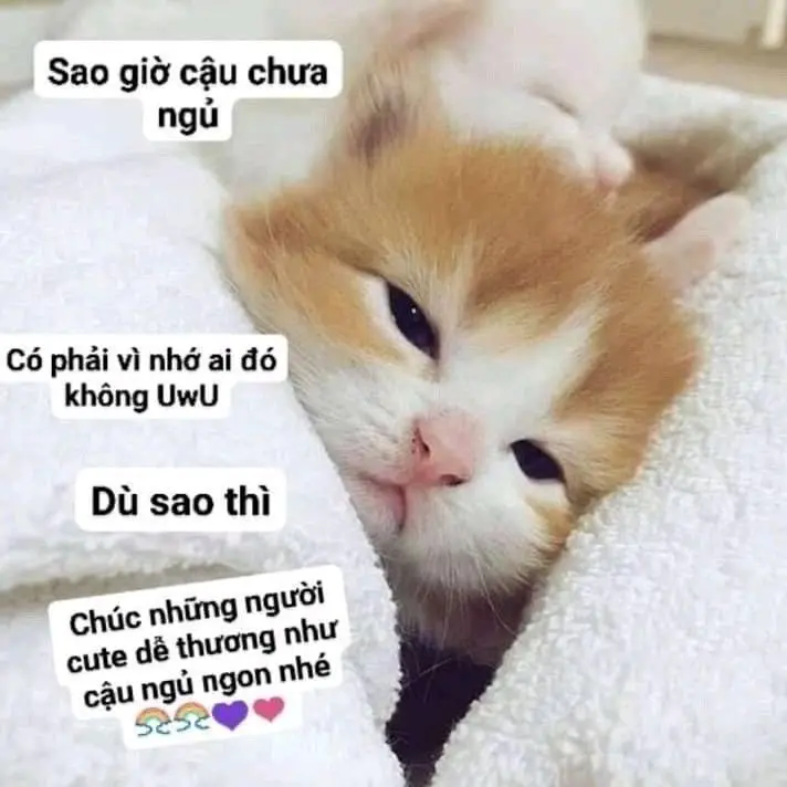 SAD CAT MEME 35