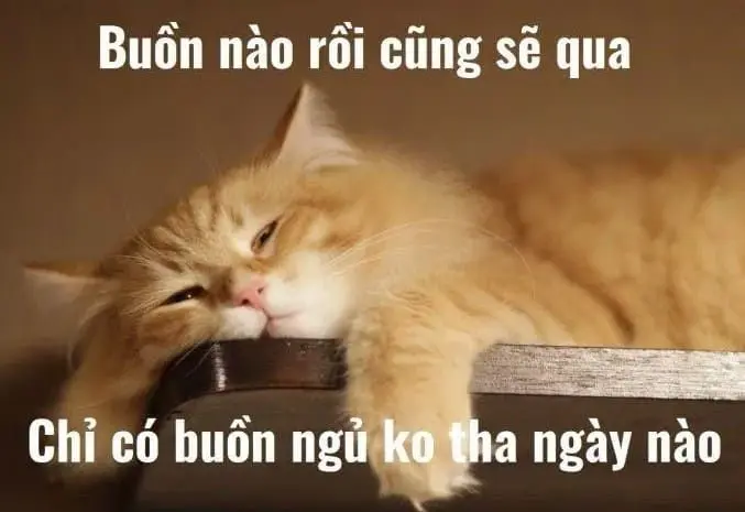 Meme Cat is Sleepy làm cho mọi người hạnh phúc