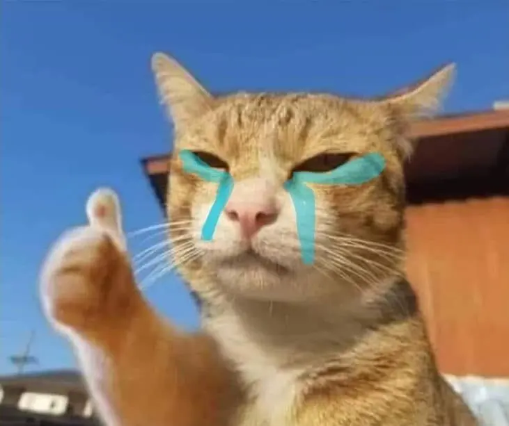 Meme Cat thích hài hước bất lực