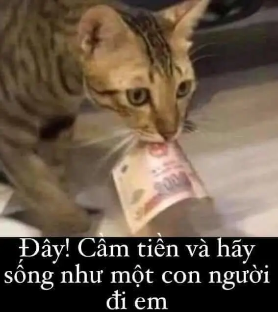 Meme Money tạo ra cảm giác thoải mái