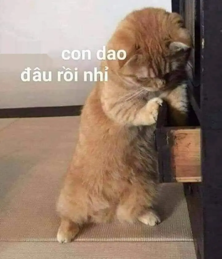 Meme tức giận là một cách để thể hiện cảm xúc một cách hài hước và thú vị