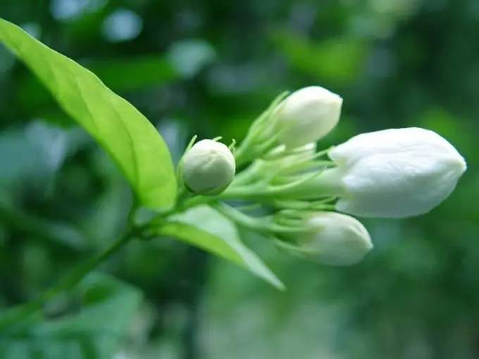 Vườn hoa nhài trắng tinh tế và nhẹ nhàng trong gió nhẹ