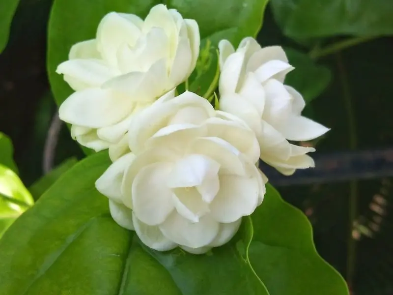 Jasmine nhỏ màu trắng