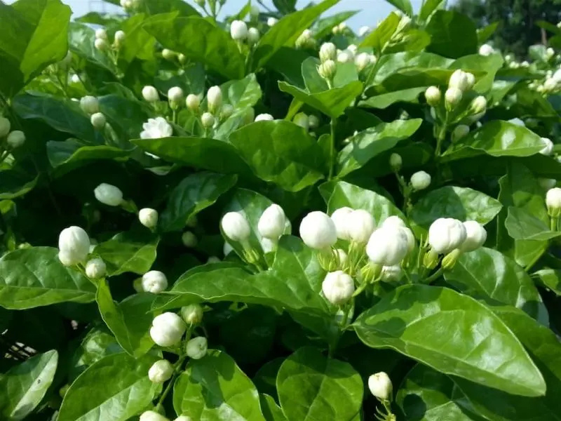 Jasmine Aroma tạo ra không gian thư giãn hoàn hảo