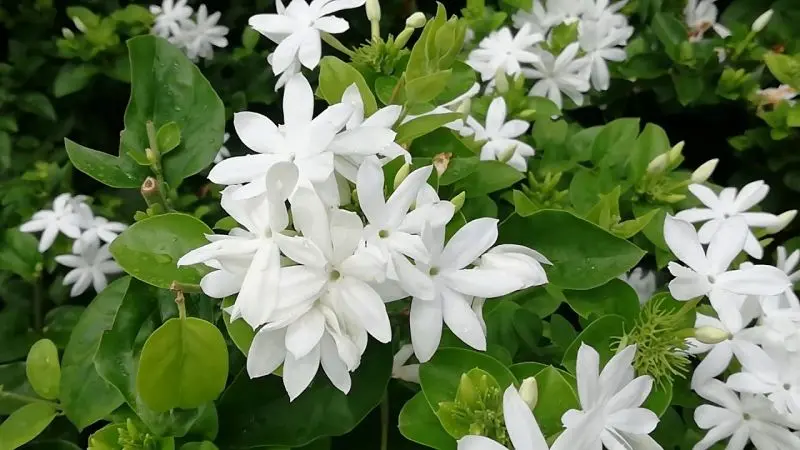 Jasmine trắng tinh khiết, mang lại cảm giác nhẹ nhàng