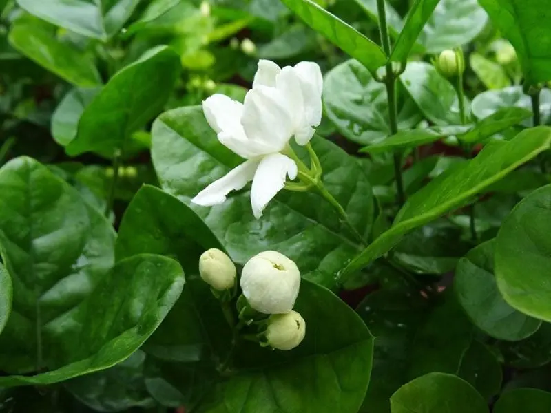 Jasmine nhỏ, nước hoa tinh khiết