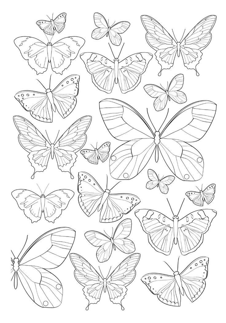 Download the free butterfly coloring paintings, your baby will learn how to love art.