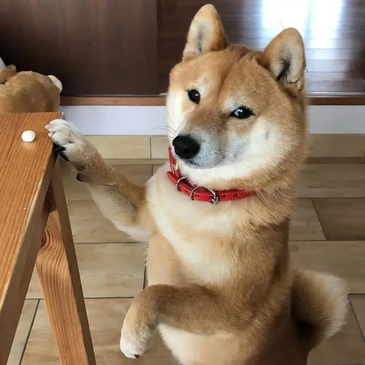 Phong cách năng động với hình đại diện con chó shiba vui nhộn