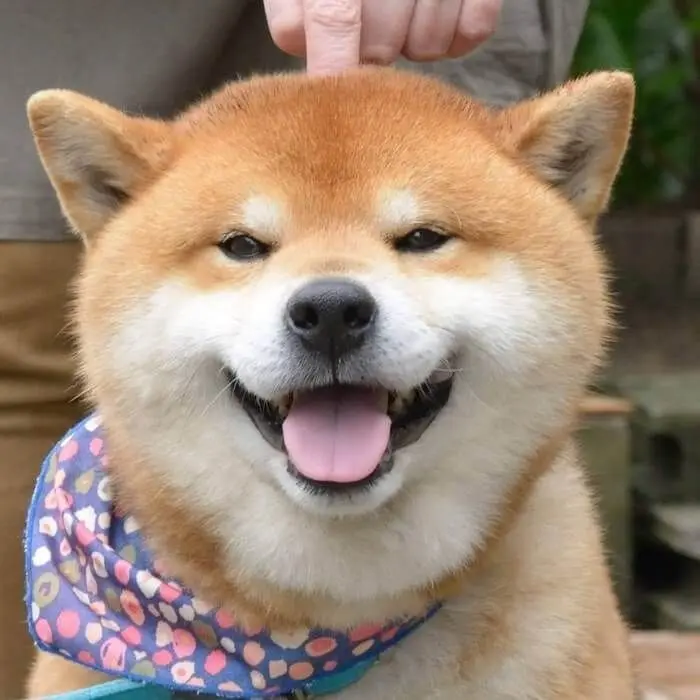 Avatar Shiba Dog giúp tăng mạng xã hội