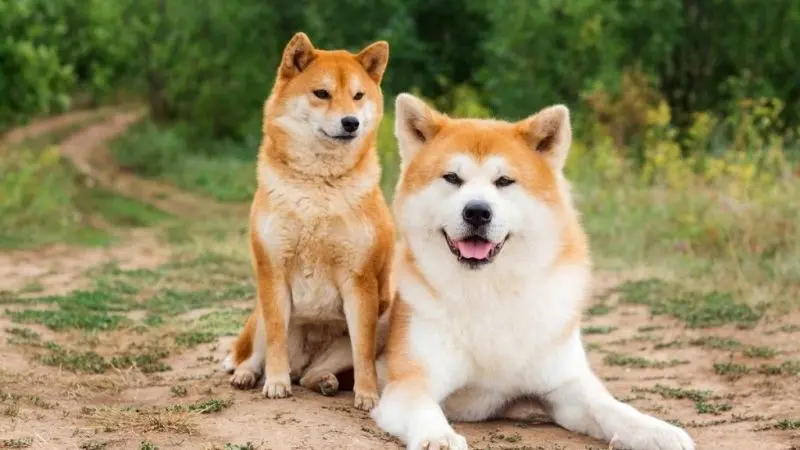 Thay đổi gió bằng Avatar Shiba Dog