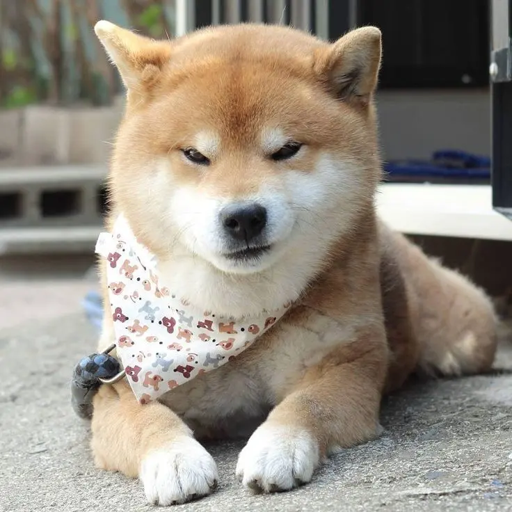 Chọn Avatar Shiba Dog để nổi bật trên mạng xã hội