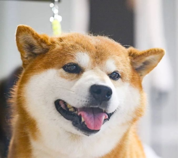 Đơn giản nhưng nổi bật với hình đại diện Shiba Dog dễ thương