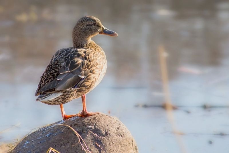 Hình ảnh của Avatar Duck, lựa chọn hoàn hảo để làm nổi bật tính cách