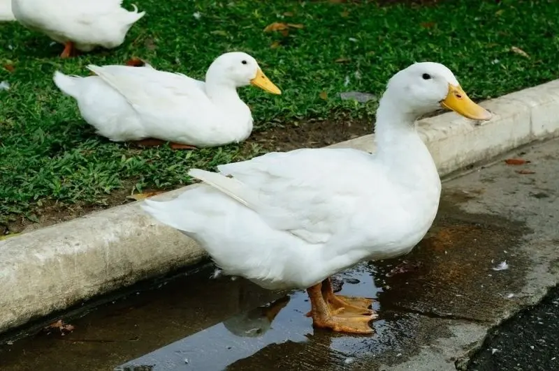 Hình nền hình đại diện của vịt, làm nổi bật phong cách trẻ trung của bạn