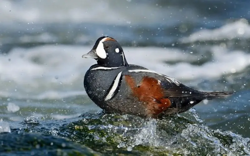 Avatar Duck, mang theo sự ngọt ngào và hài hước