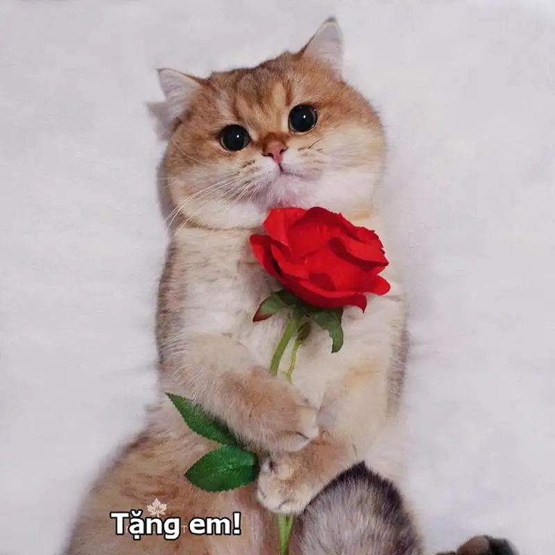 Meme Cat cho hoa để gợi lên cuộc sống tình yêu