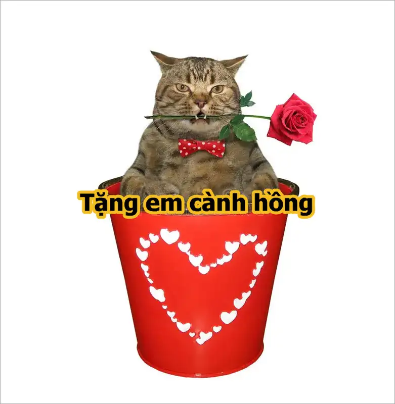 Meme cho tôi những cành hồng dễ thương dễ thương