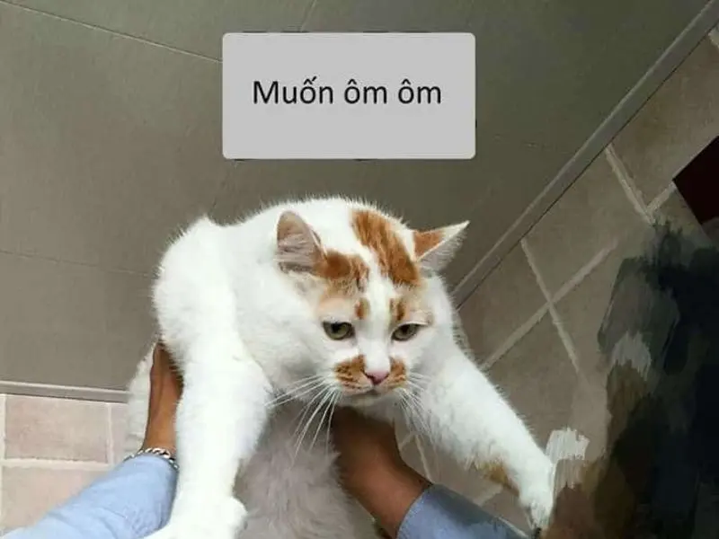 Cat Cat Meme muốn được ôm