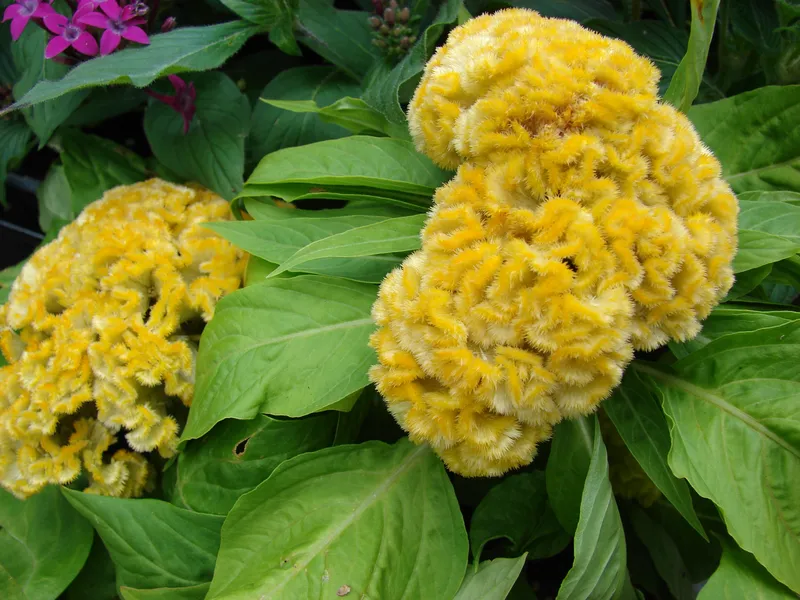 Chicken Crested Flowers nở ra trong không gian xanh