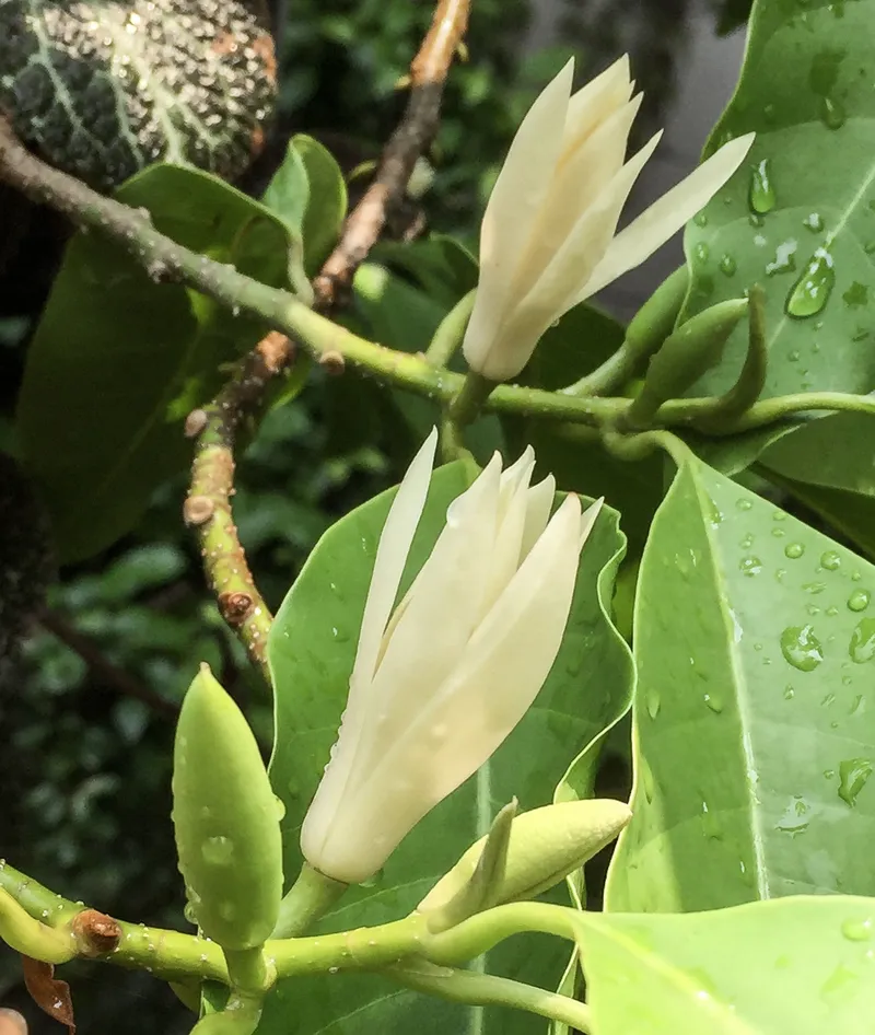 HOA ngoc lan trong ánh nắng sớm