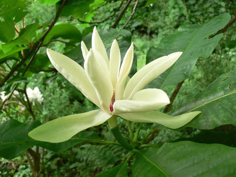 Lan Flower Racing Blooms