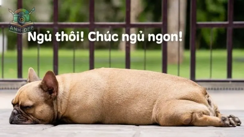 Khi những hình ảnh meme ngủ ngon hài hước nhất thay lời chúc ngủ ngon