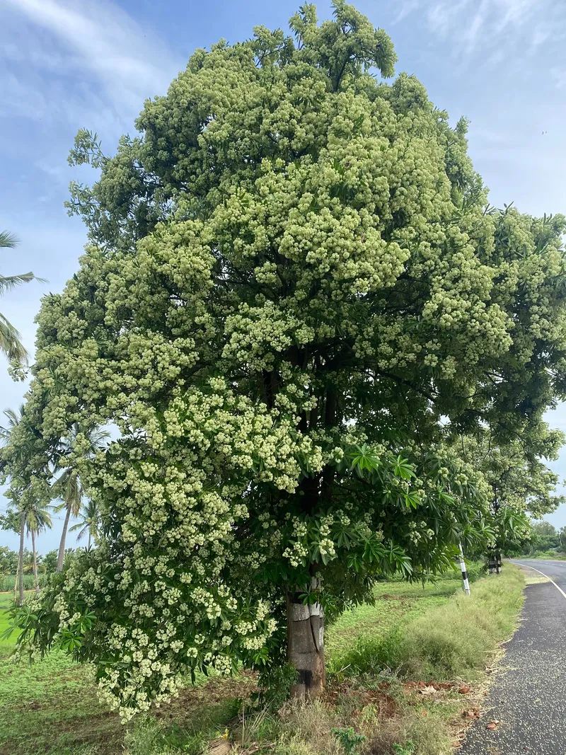 Vẻ đẹp nhẹ nhàng của hoa sữa