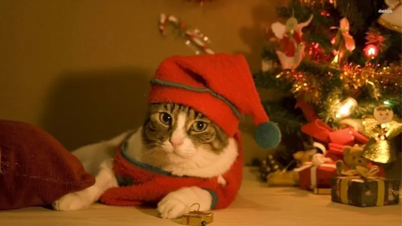 Avatar Cat Christmas, sự lựa chọn không thể thiếu cho Giáng sinh