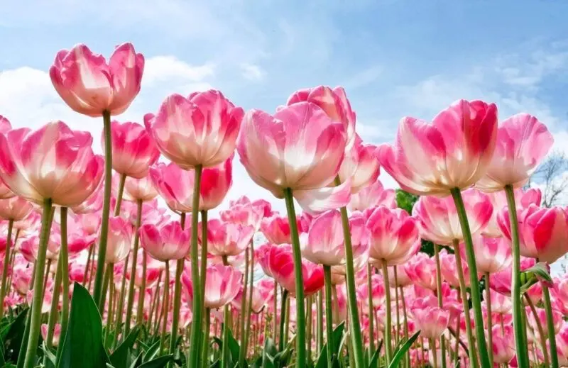 Hình nền hoa dễ thương với hoa tulip rực rỡ