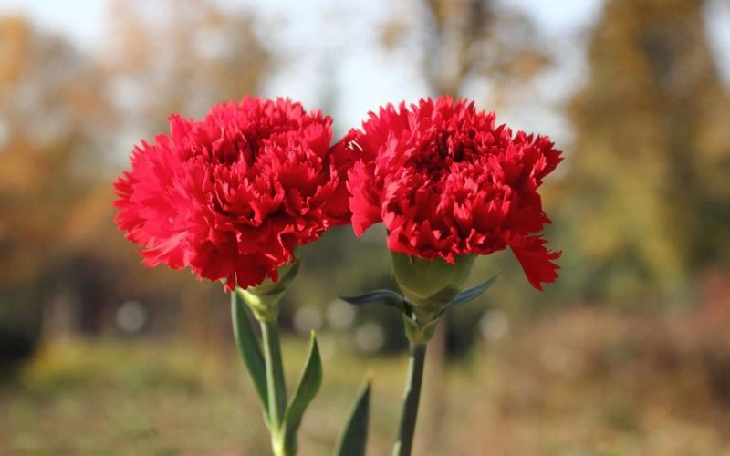 Carnation Red - Biểu tượng của tình yêu mãnh liệt