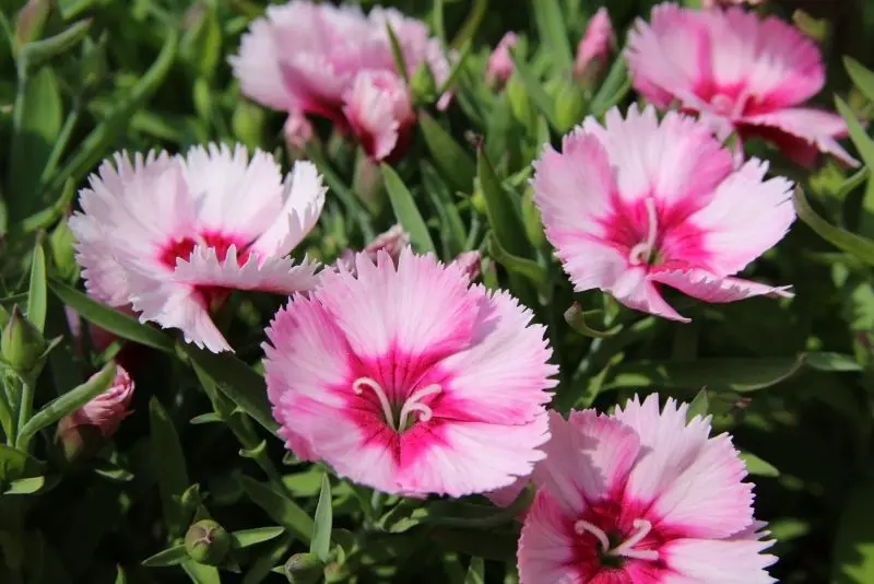 Carnation Pink - Biểu tượng tình yêu ngọt ngào